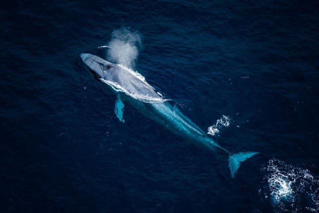 Whale Flight & Mountain Scenic Tour - Photo 1 of 5